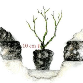 plante roser i bed plante roser i bed